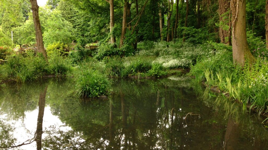 Pond in a woodland in summer